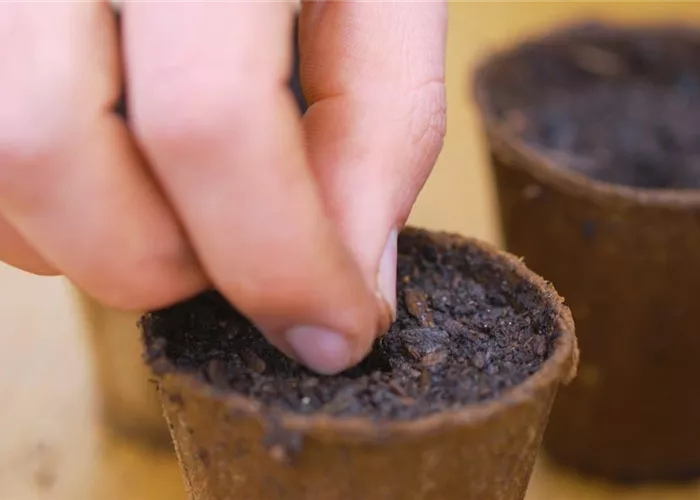 Zucchini - Aussaat Zucchini - Aussaat