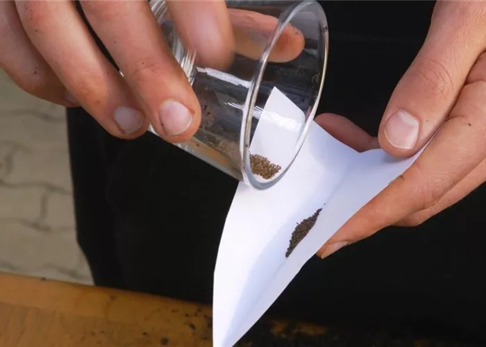 Estragon - Aussaat Estragon - Aussaat