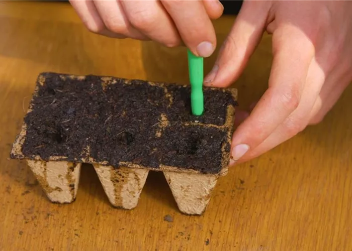 Romatomate - Pikieren Romatomate - Pikieren