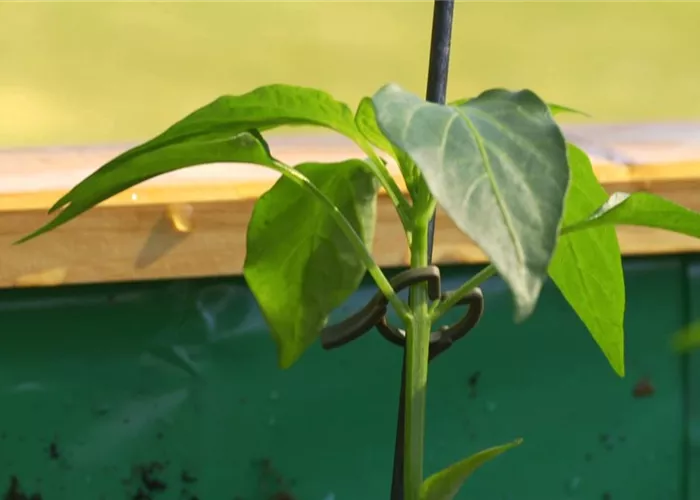 Gemüsepaprika - Einpflanzen im Hochbeet Gemüsepaprika - Einpflanzen im Hochbeet