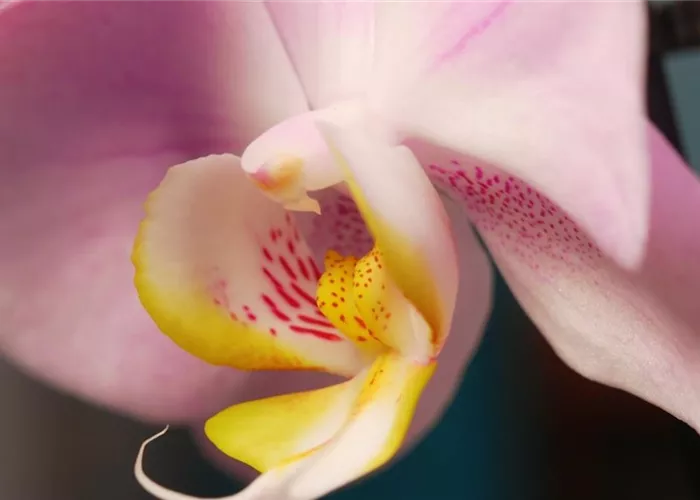 Zimmerpflanzenportrait - Orchidee Zimmerpflanzenportrait - Orchidee