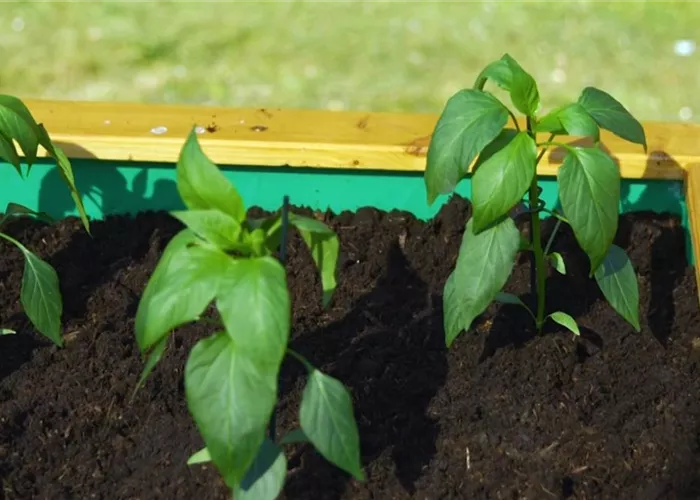 Jalapeno-Paprika - Einpflanzen ins Hochbeet Jalapeno-Paprika - Einpflanzen ins Hochbeet