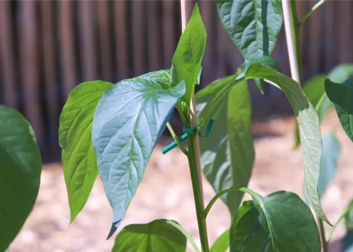 Jalapeno Paprika- Einpflanzen im Gemüsebeet Jalapeno Paprika- Einpflanzen im Gemüsebeet