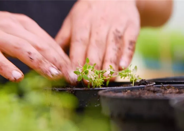 Thymian - Pikieren Thymian - Pikieren