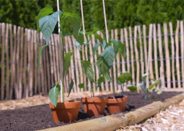 Gemüsepaprika - Einpflanzen im Gemüsebeet Gemüsepaprika - Einpflanzen im Gemüsebeet