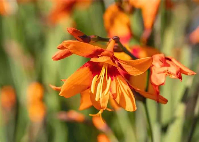Montbretie - Einpflanzen im Garten Montbretie - Einpflanzen im Garten