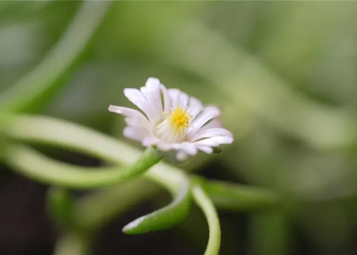 Kriechende Mittgsblume - Einpflanzen im Garten Kriechende Mittgsblume - Einpflanzen im Garten