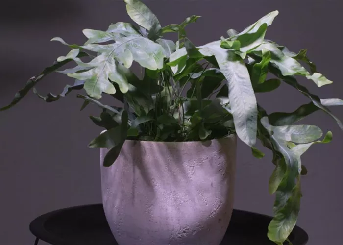 Blaufarn - Umtopfen Blaufarn - Umtopfen