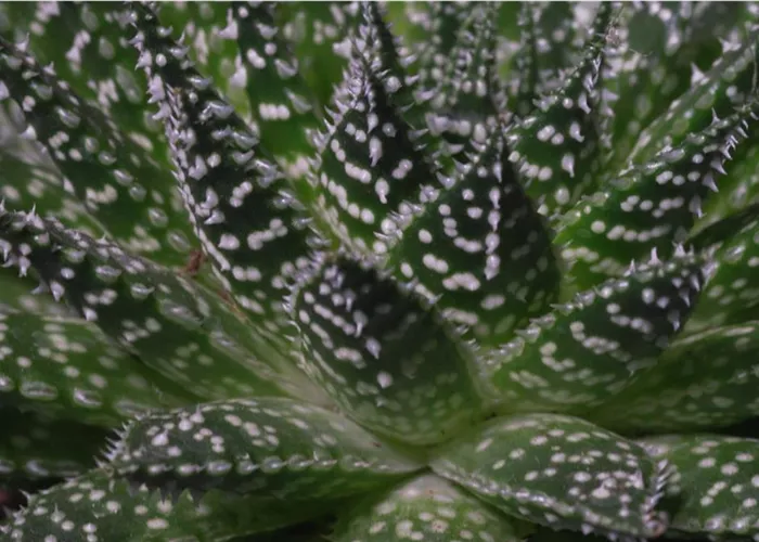 Haworthia - Umtopfen Haworthia - Umtopfen