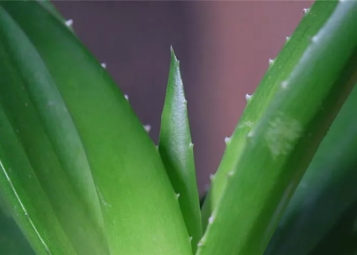 Aloe Vera (klein) - Umtopfen Aloe Vera (klein) - Umtopfen