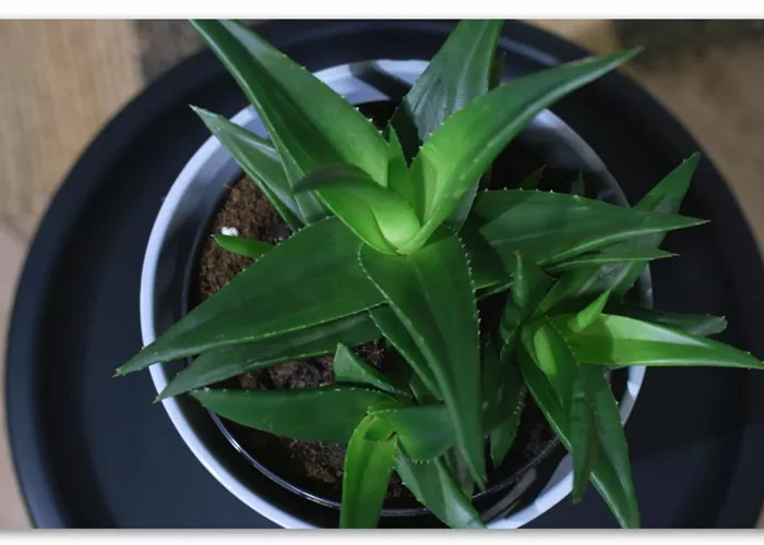 Zimmerpflanzenportrait - Aloe Vera (klein) Zimmerpflanzenportrait - Aloe Vera (klein)