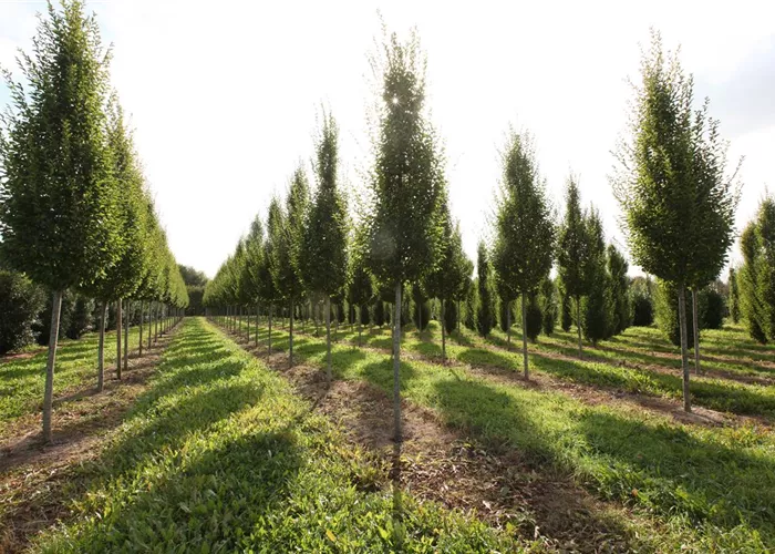 Baumschule und Handel Baumschule und Handel