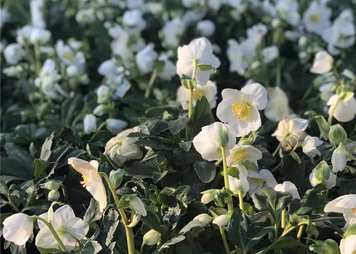 Gartencenter Gartencenter