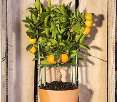 Citrus, Stamm Citrus, Stamm