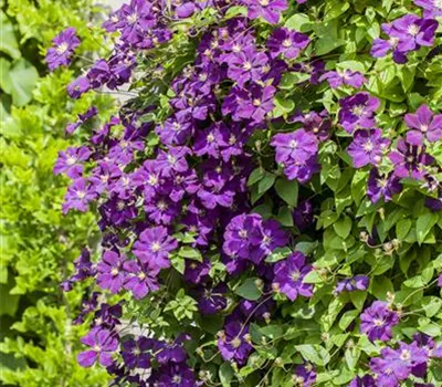 Clematis Hybride Clematis Hybride