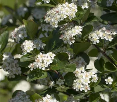 Aronia x prunifolia 'Viking' Aronia x prunifolia 'Viking'