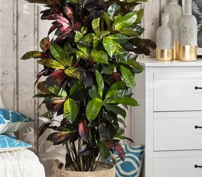 Codiaeum variegatum Codiaeum variegatum