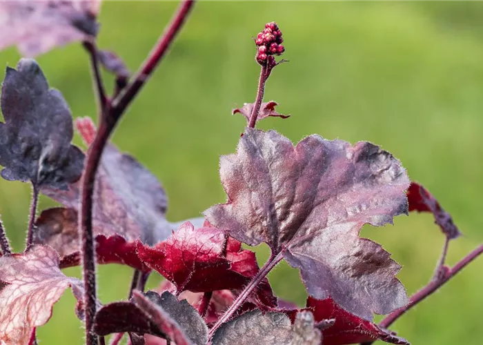 Silberglöckchen - Einpflanzen im Garten Silberglöckchen - Einpflanzen im Garten