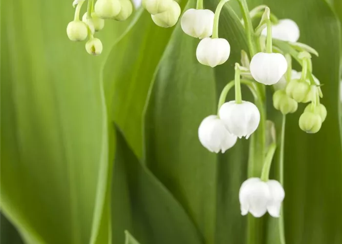 Convallaria majalis