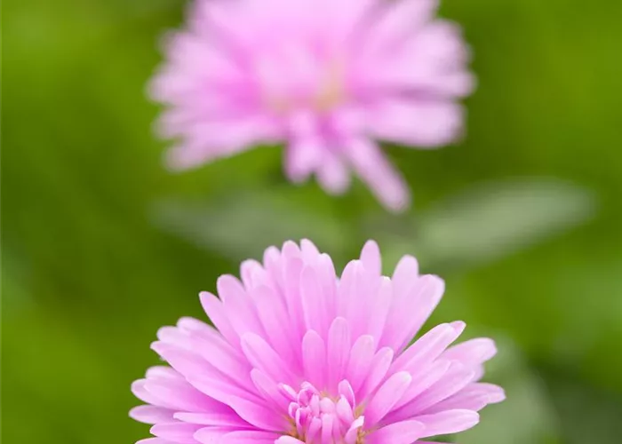Aster dumosus, rosa