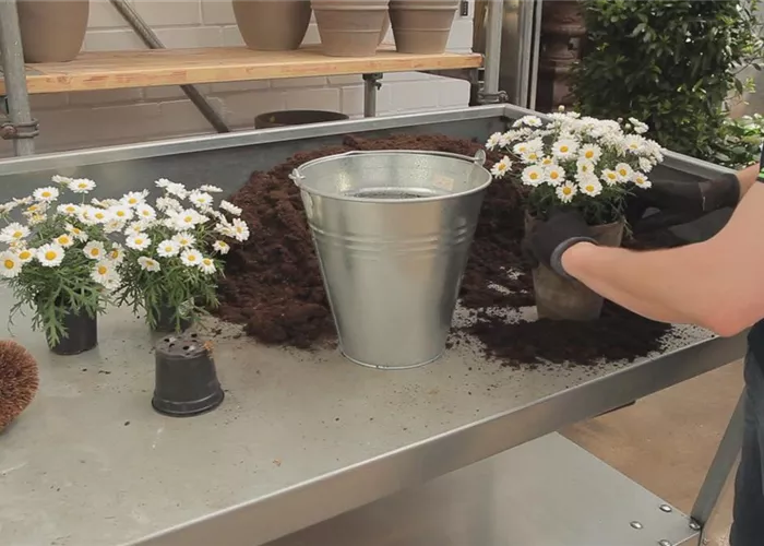 Margeriten - Einpflanzen in ein Gefäß Margeriten - Einpflanzen in ein Gefäß