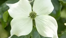Japanischer Blumen-Hartriegel 'Venus'®