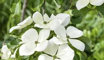 Japanischer Blumen-Hartriegel 'Venus'®