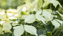 Japanischer Blumen-Hartriegel 'Venus'®