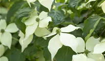 Japanischer Blumen-Hartriegel 'Venus'®
