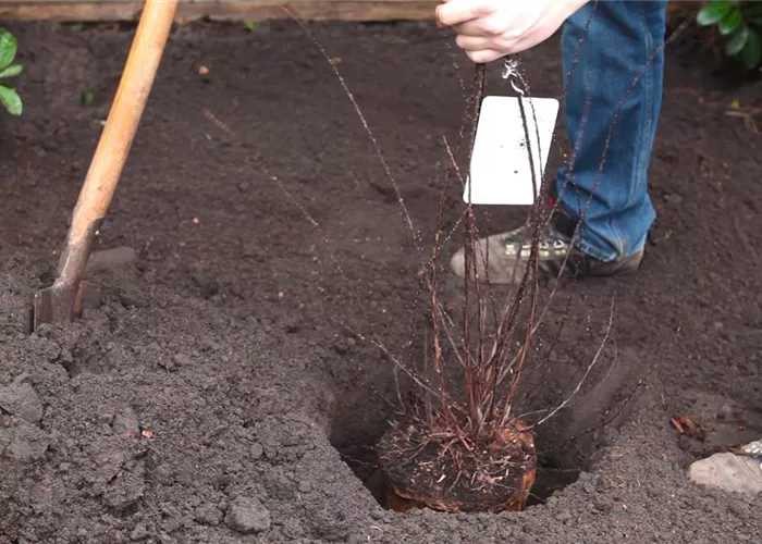Strauchspiere - Einpflanzen im Garten Strauchspiere - Einpflanzen im Garten