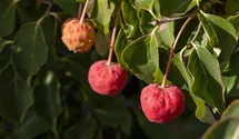 Japanischer Blumen-Hartriegel 'Venus'®
