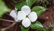 Japanischer Blumen-Hartriegel 'Venus'®