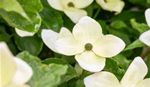 Japanischer Blumen-Hartriegel 'Venus'®