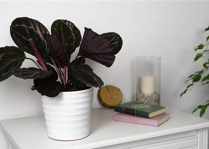 Korbmarante - Einpflanzen in ein Gefäß Korbmarante - Einpflanzen in ein Gefäß