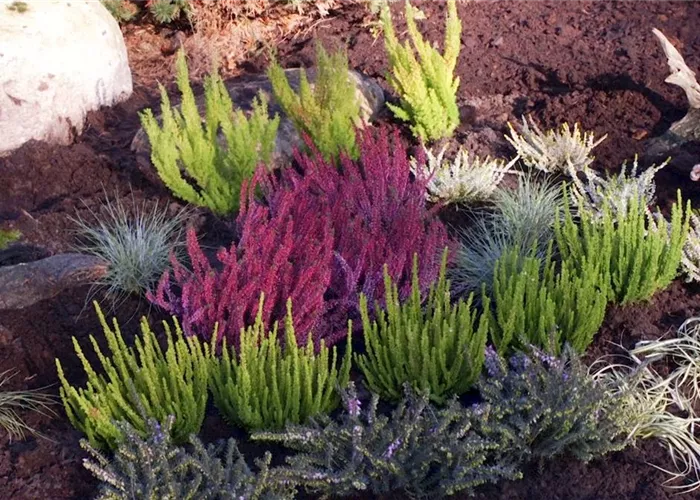 Ein Heidebeet anlegen Ein Heidebeet anlegen