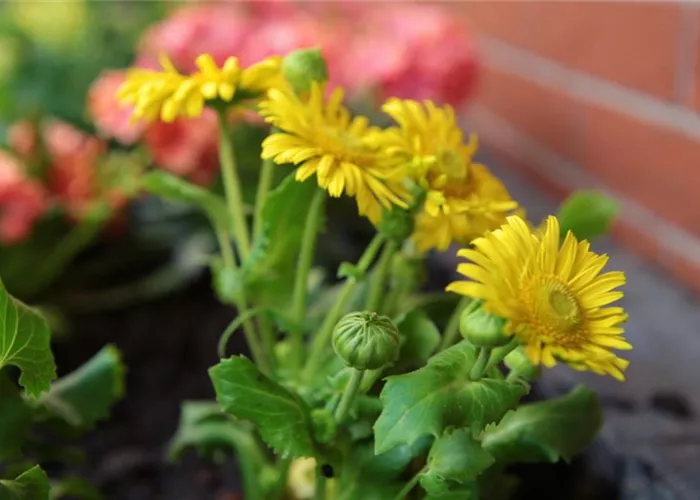 Gemswurz - Einpflanzen im Garten Gemswurz - Einpflanzen im Garten