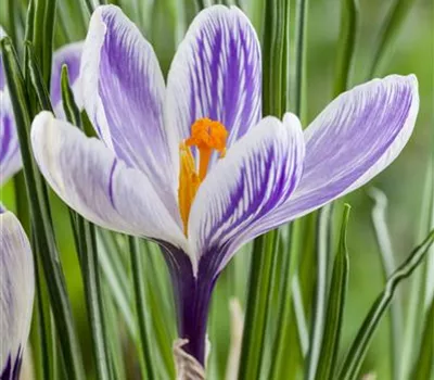 Crocus vernus Crocus vernus