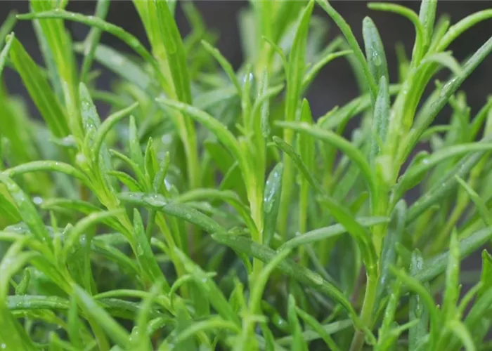Lavendel - Einpflanzen im Garten Lavendel - Einpflanzen im Garten