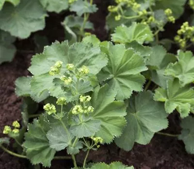 Alchemilla mollis Alchemilla mollis
