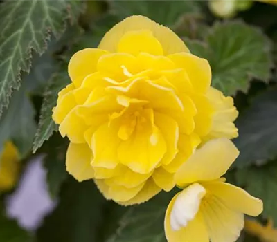 Begonia 'Non-Stop'® Begonia 'Non-Stop'®