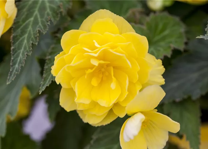 Begonia 'Non-Stop'®