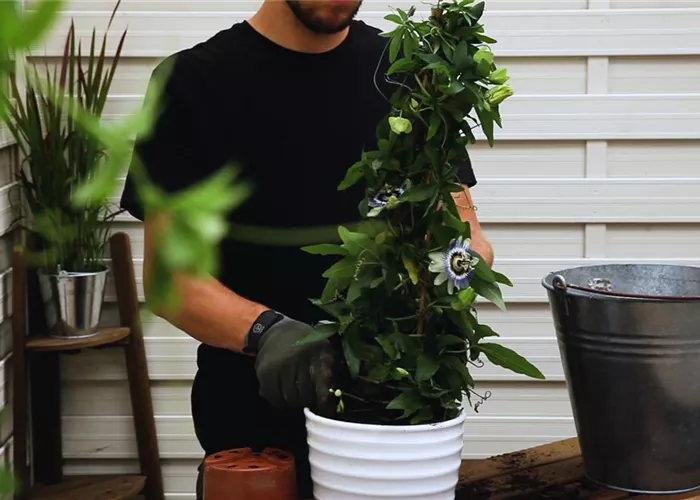 Passionsblume - Einpflanzen in ein Gefäß Passionsblume - Einpflanzen in ein Gefäß