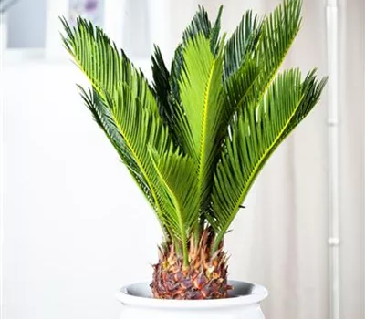 Cycas revoluta Cycas revoluta