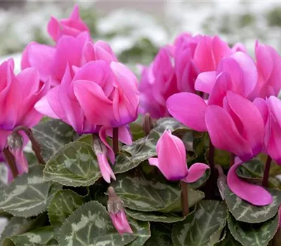 Cyclamen persicum Cyclamen persicum