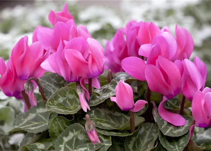 Cyclamen persicum