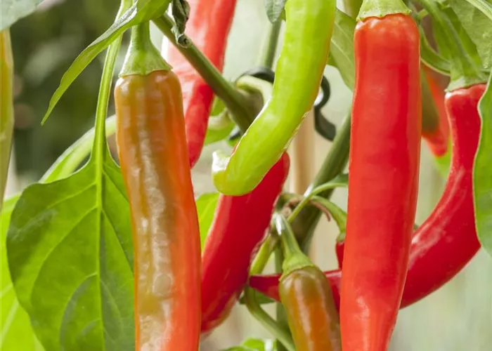 Capsicum annuum Pick a Hot®