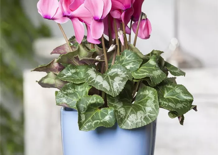 Cyclamen persicum, rosa