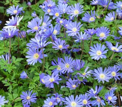 Anemone blanda Anemone blanda