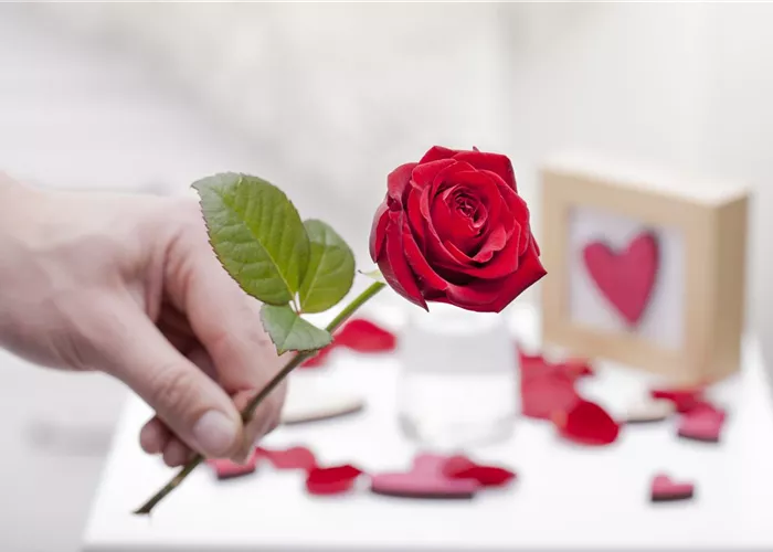 Blühender Valentinstag - für sie und ihn! Blühender Valentinstag - für sie und ihn!