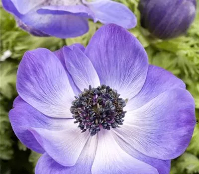 Anemone coronaria Anemone coronaria